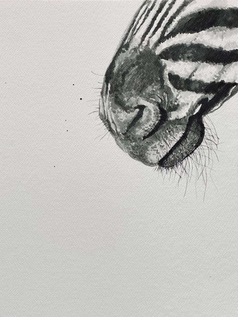 Close-up ink drawing of a zebra's muzzle and whiskers at the edge of the sheet